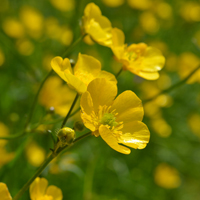 Wildflower Meadow Buttercup
